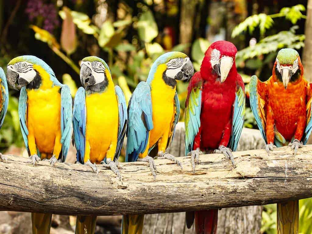 Amazon birds staying on a log.