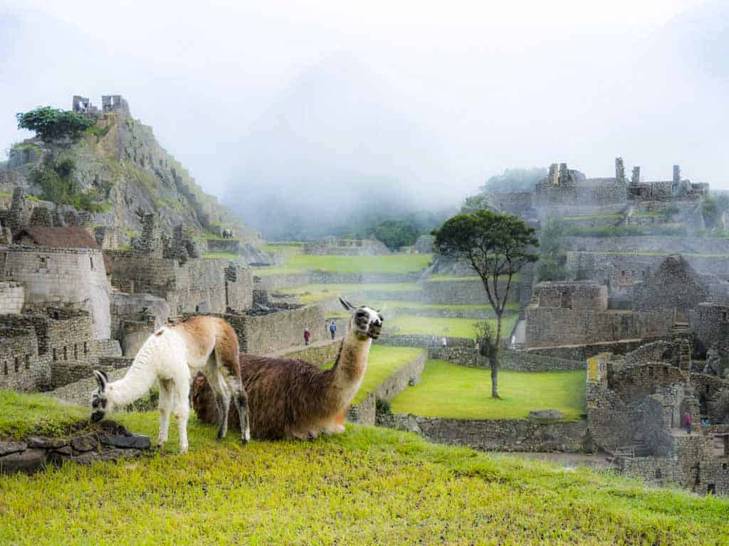 Llamas easting grass.